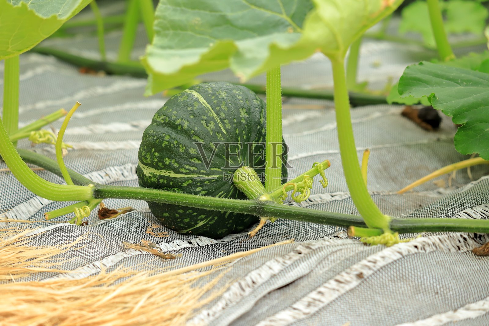 Cucurbita南瓜照片摄影图片