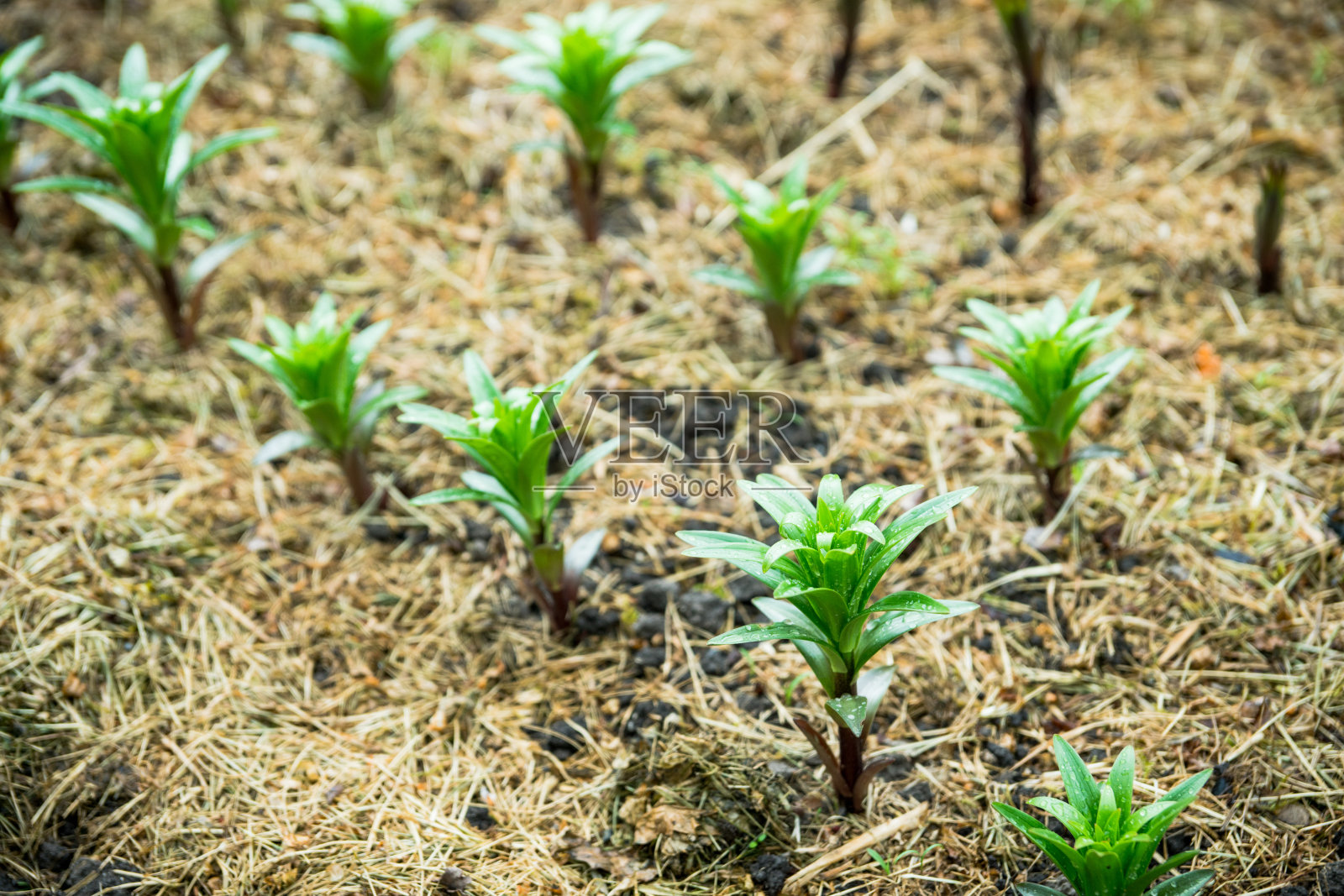 百合生长在花园里照片摄影图片