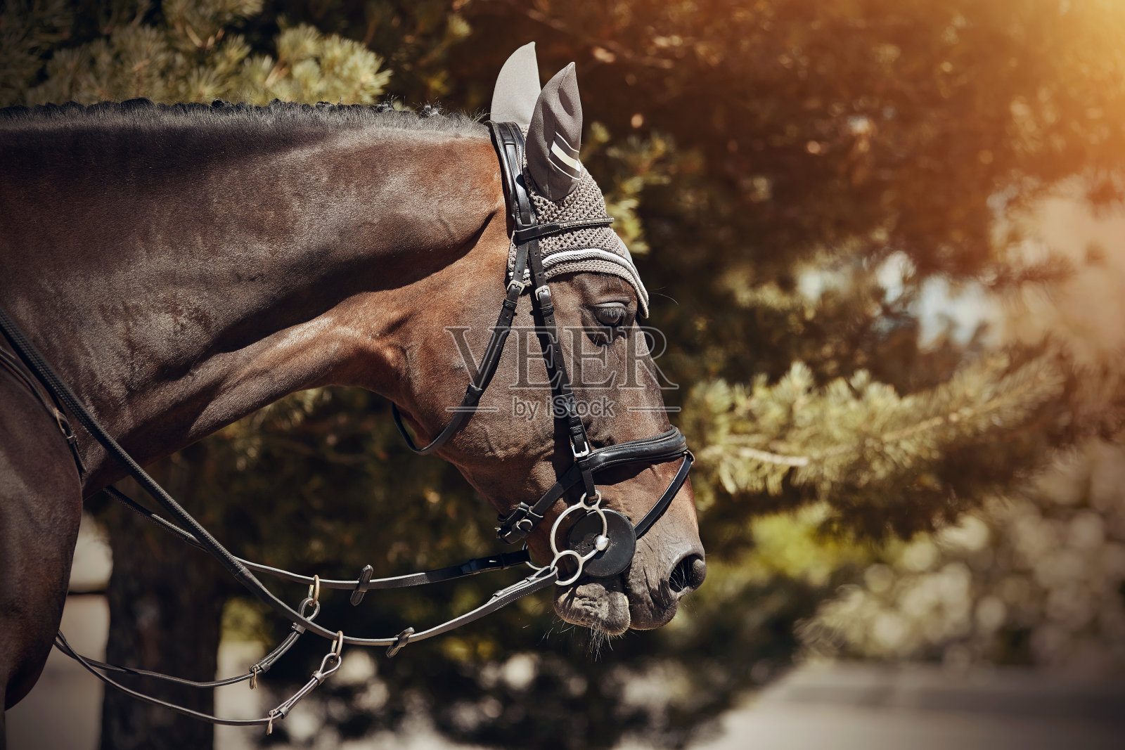 肖像运动棕色骏马在笼头照片摄影图片