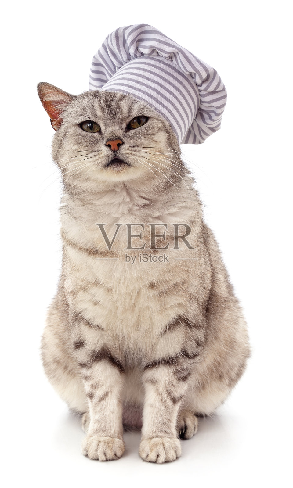 戴厨师帽的灰猫。照片摄影图片