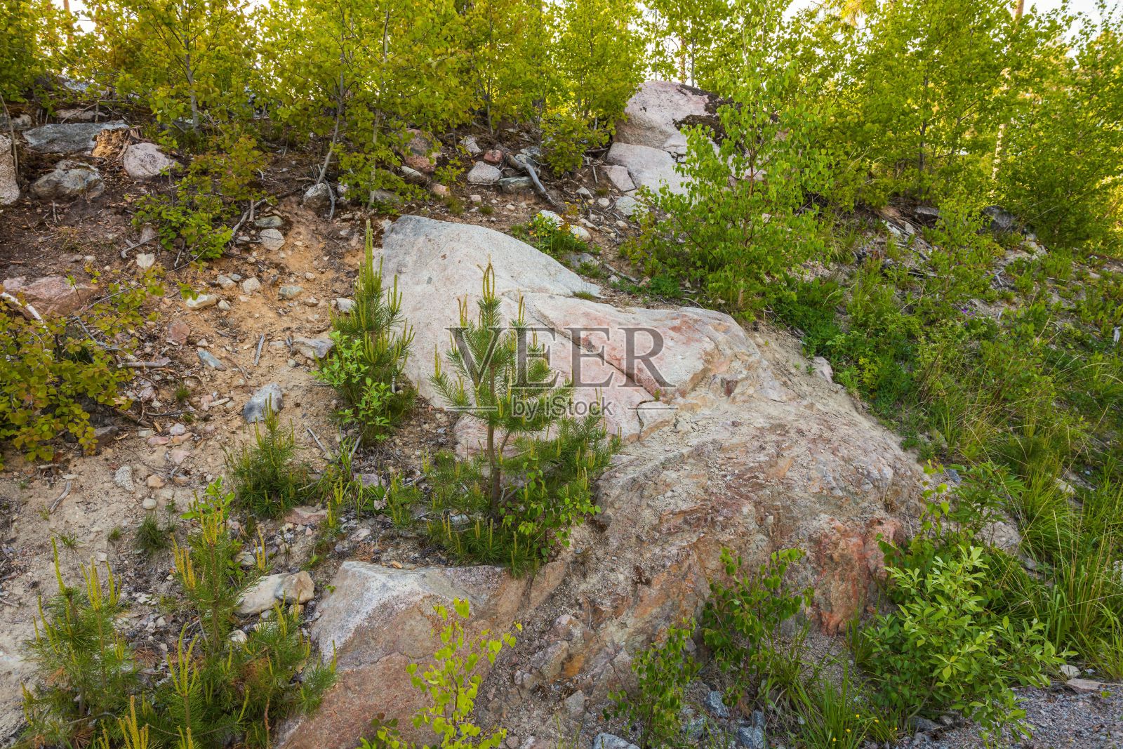 美丽的景观，粗糙的岩石森林土壤景观。美丽的户外自然景观背景。森林景观纹理粗糙。照片摄影图片