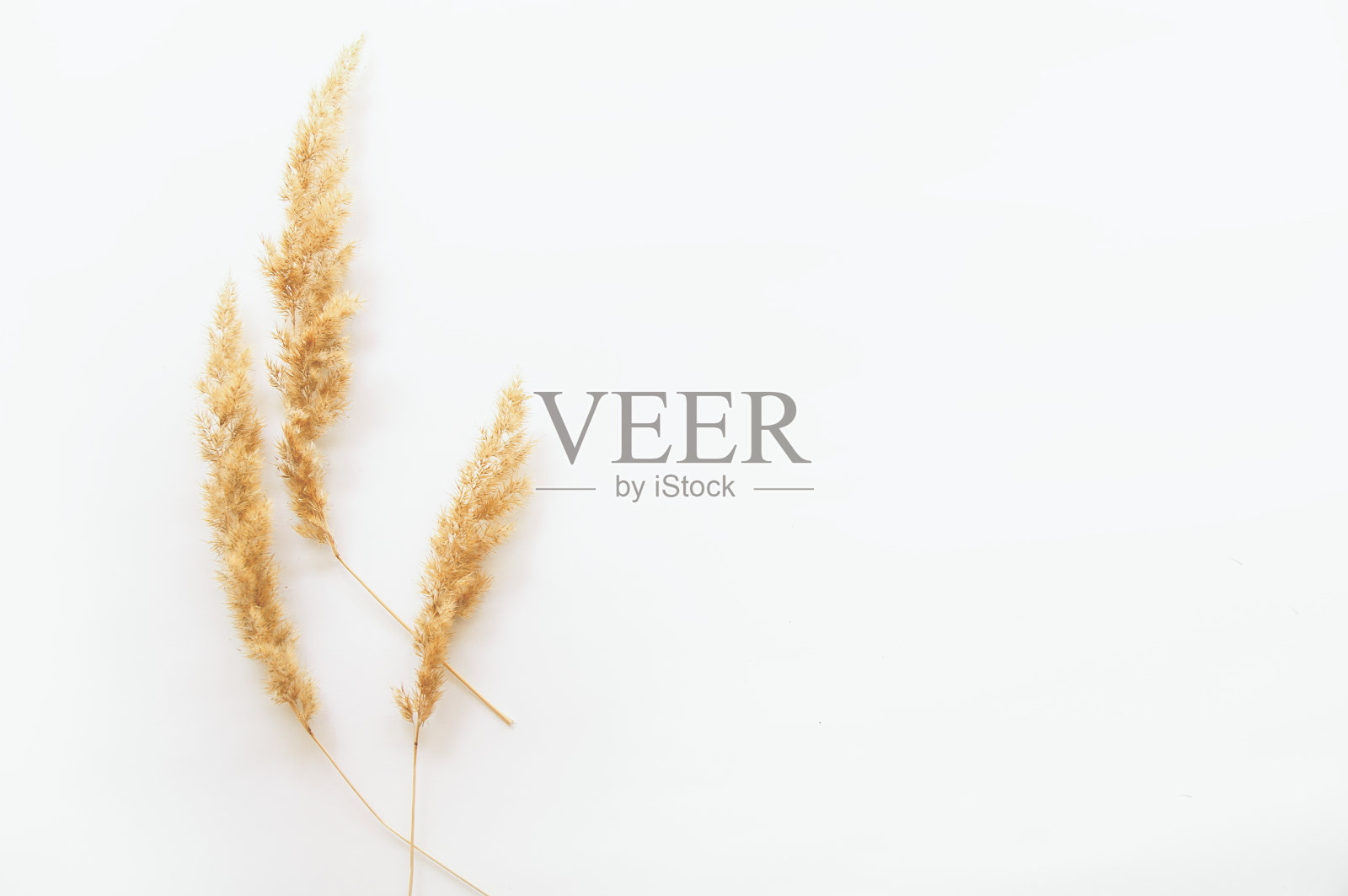 极简主义风格，蕨类叶子在纸背景照片摄影图片