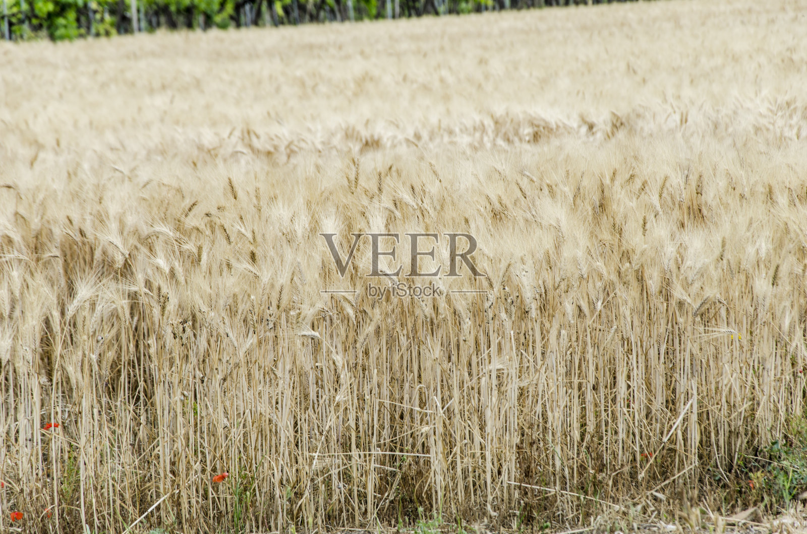 在卡诺萨乡村的一次远足照片摄影图片