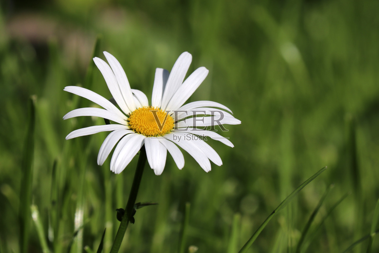 雏菊花在绿草中，花的背景照片摄影图片