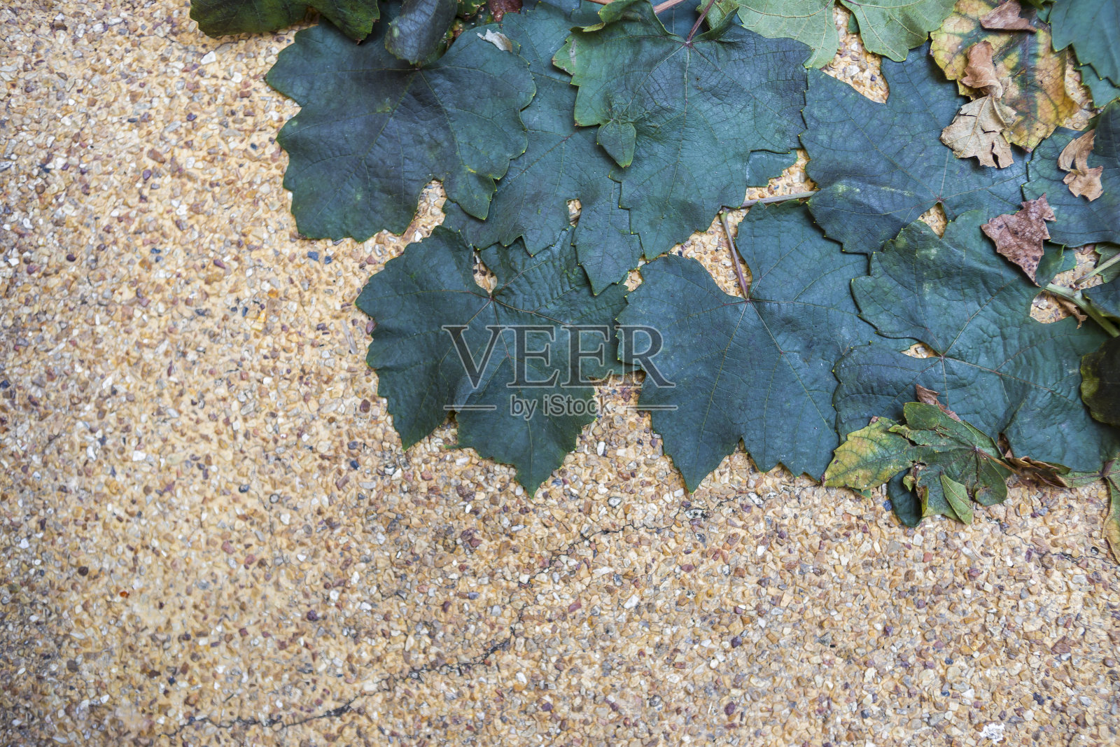 砂岩背景上的葡萄叶子照片摄影图片