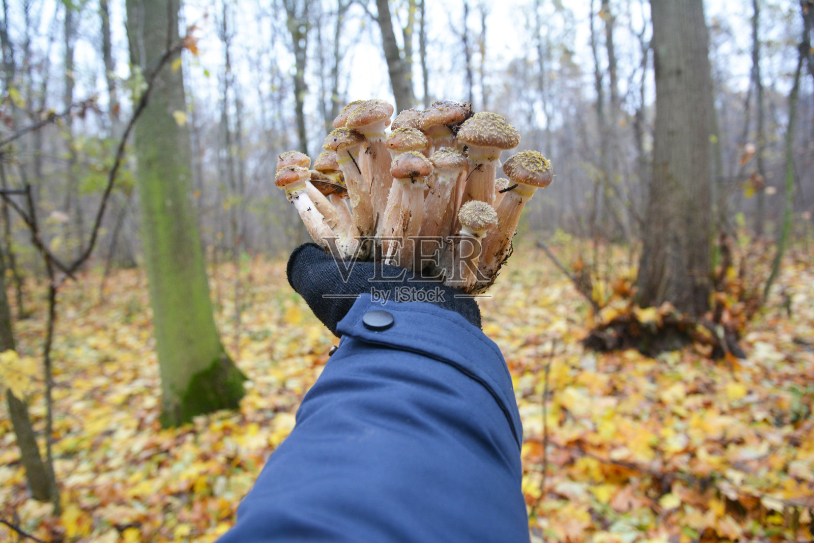 蜜环菌，俗称蜜菌类。收集蘑菇。森林蘑菇，森林蘑菇照片。采蜜蘑菇的人。照片摄影图片