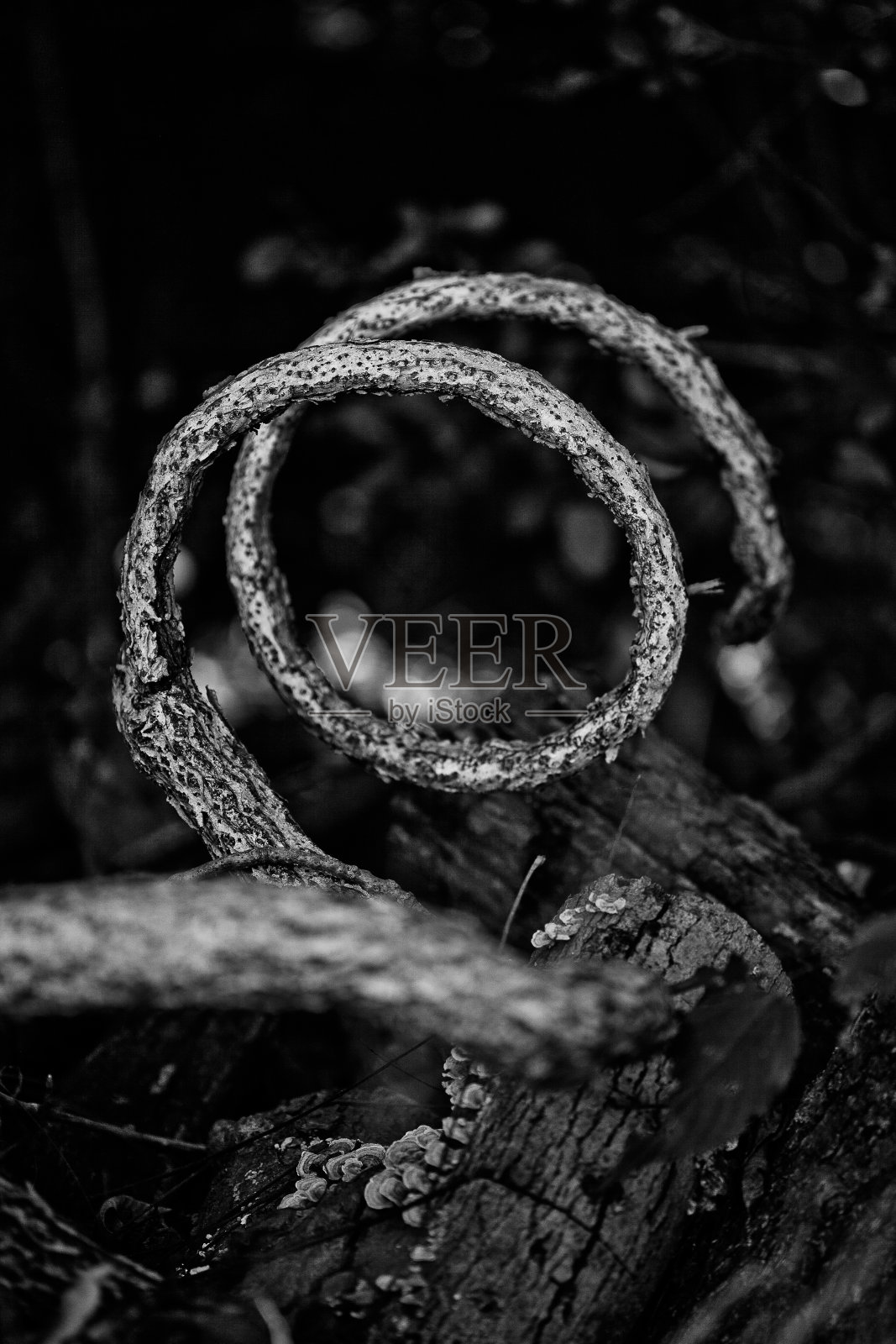 浓密的藤蔓在黑色背景的衬托下盘旋着照片摄影图片