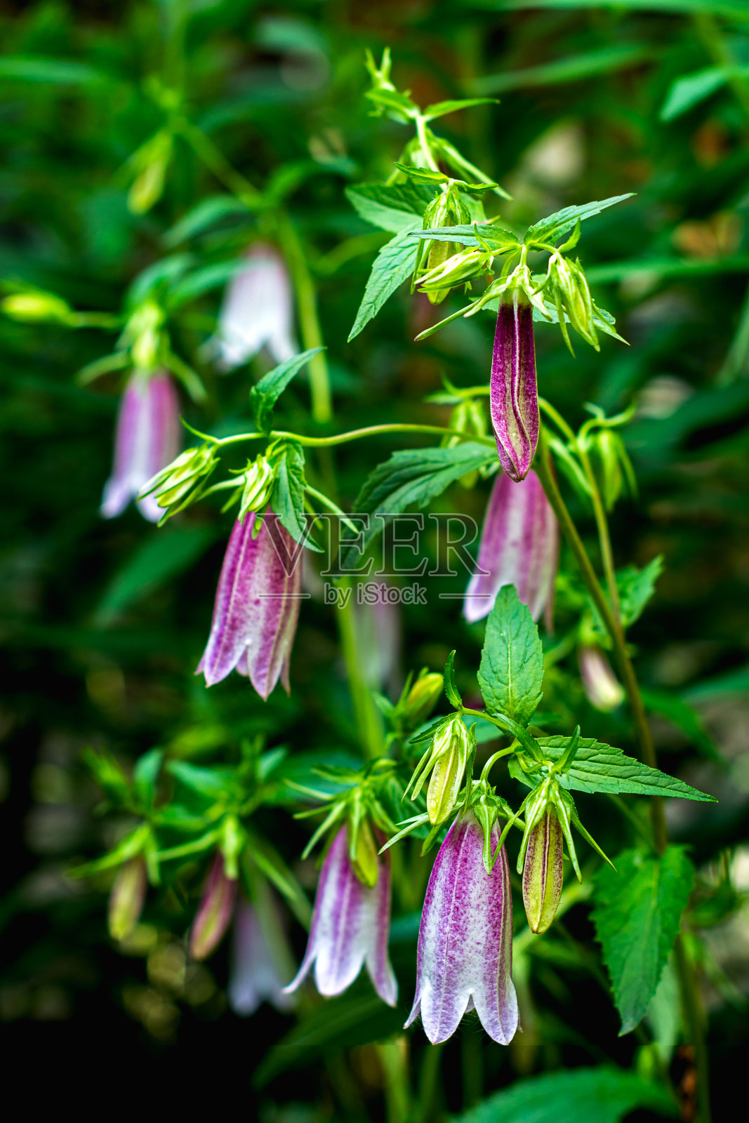 粉风铃花，斑点风铃花，中国莴苣花，属风铃花科植物照片摄影图片