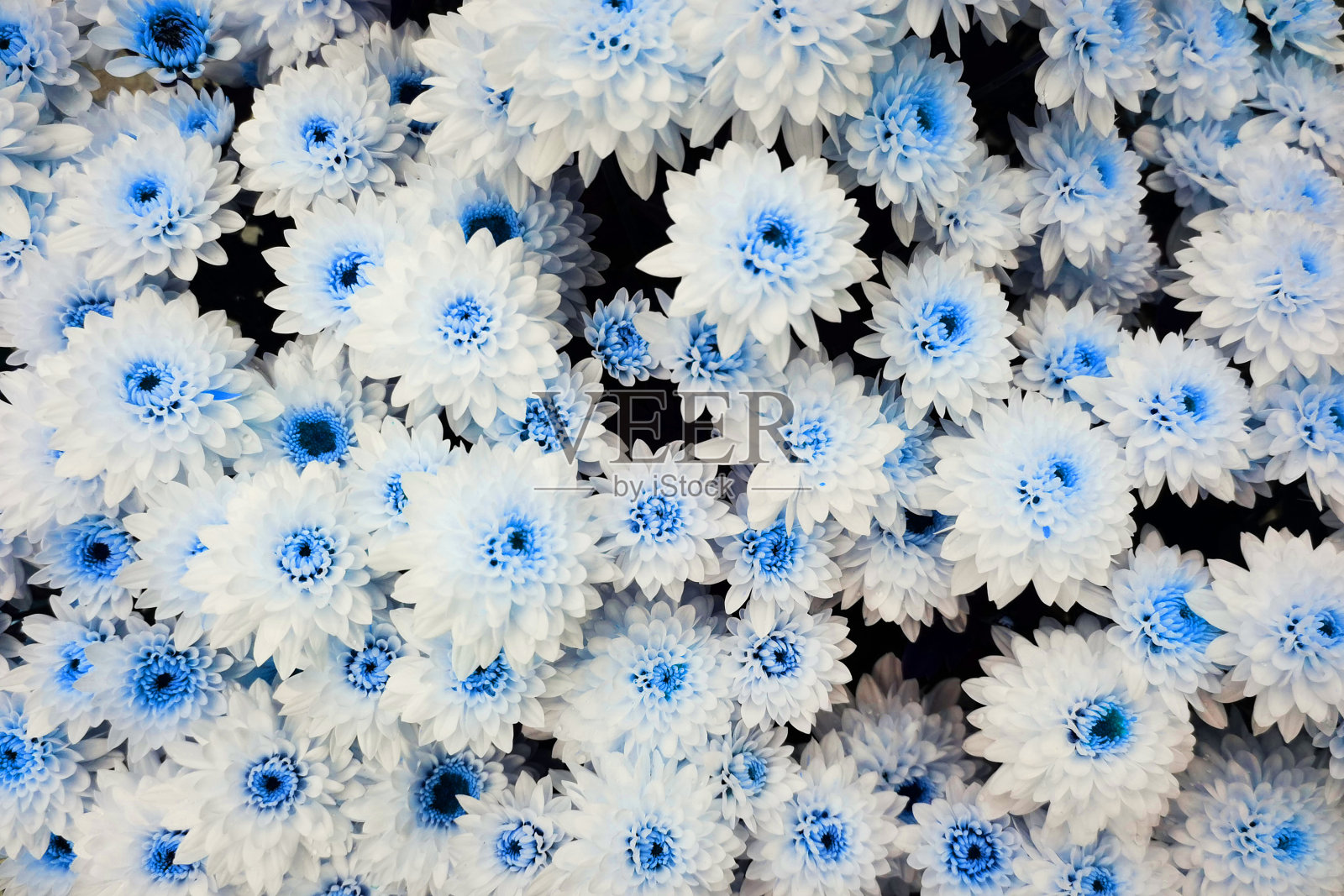 干花纹理照片摄影图片