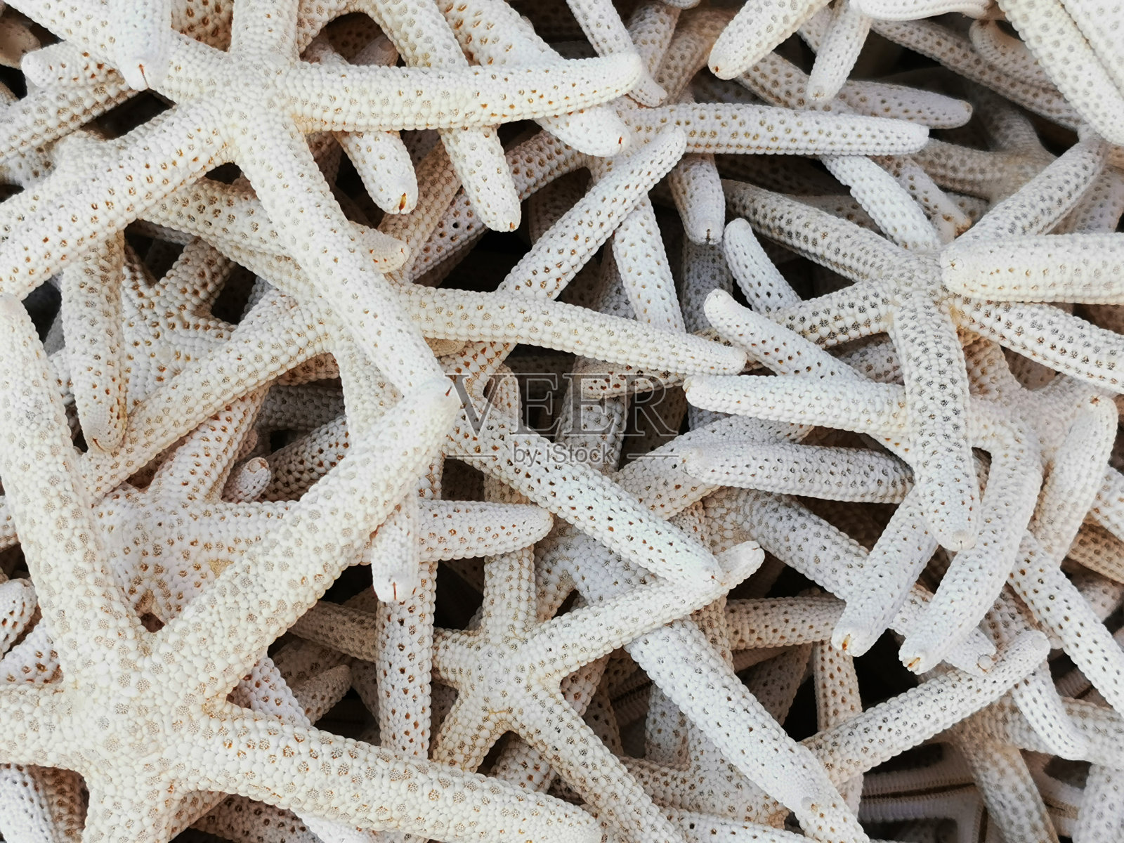 海星收集纹理照片摄影图片