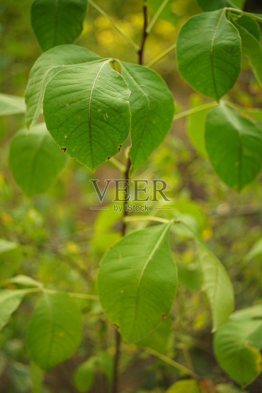 新鲜的绿叶生长在森林中，柔软的选择性焦点。照片摄影图片