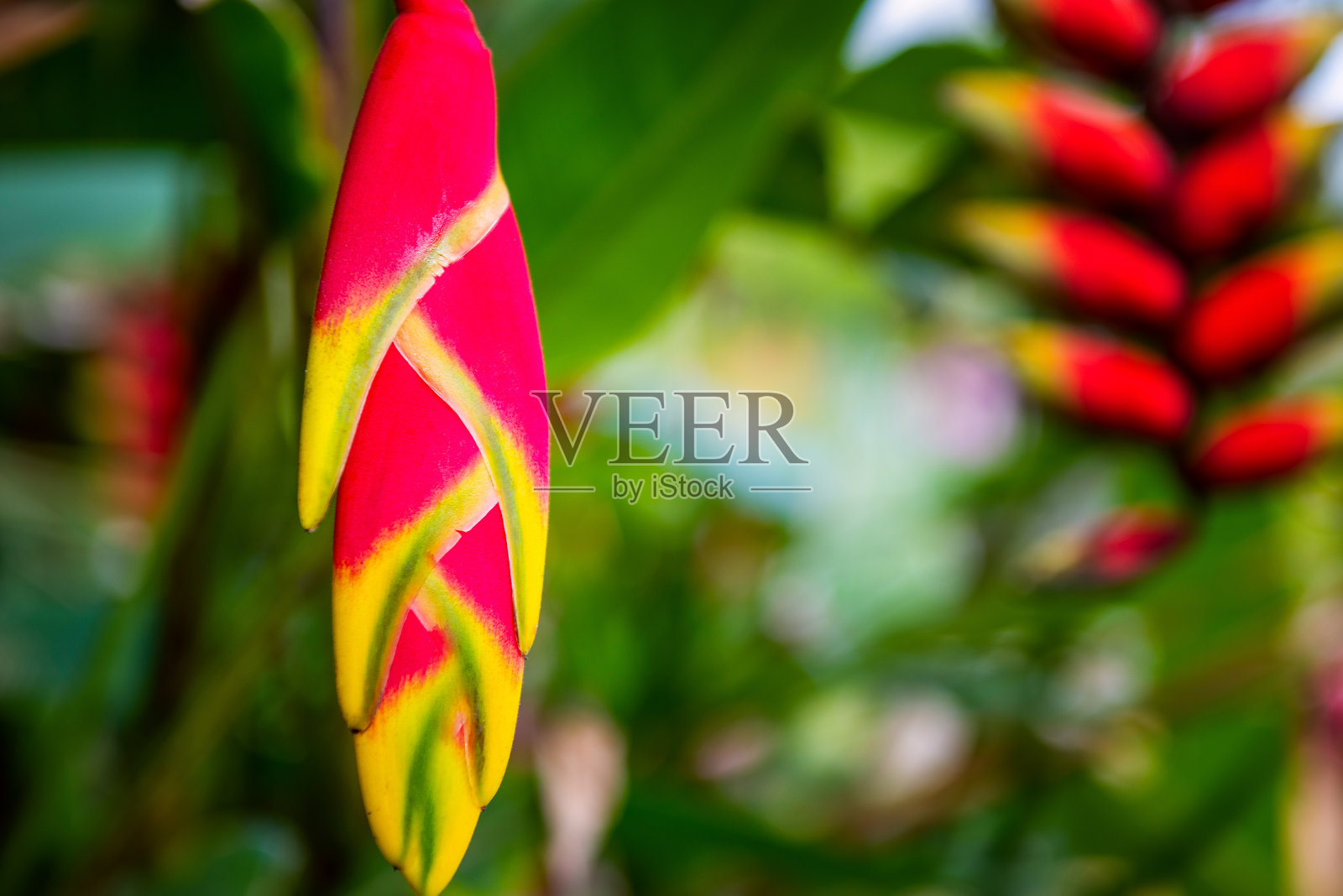 悬挂龙虾爪，螺旋花，花照片摄影图片