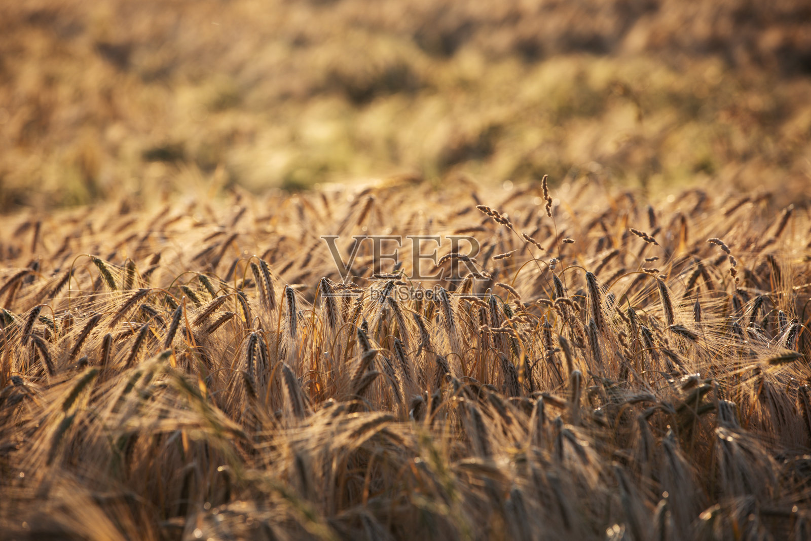 麦田里的麦穗照片摄影图片