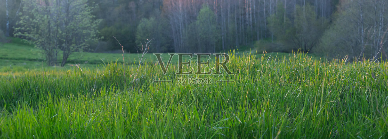 全景拍摄的自然，在前景绿色的草地，背光由太阳，森林，树木。生态、生态、环保。照片摄影图片