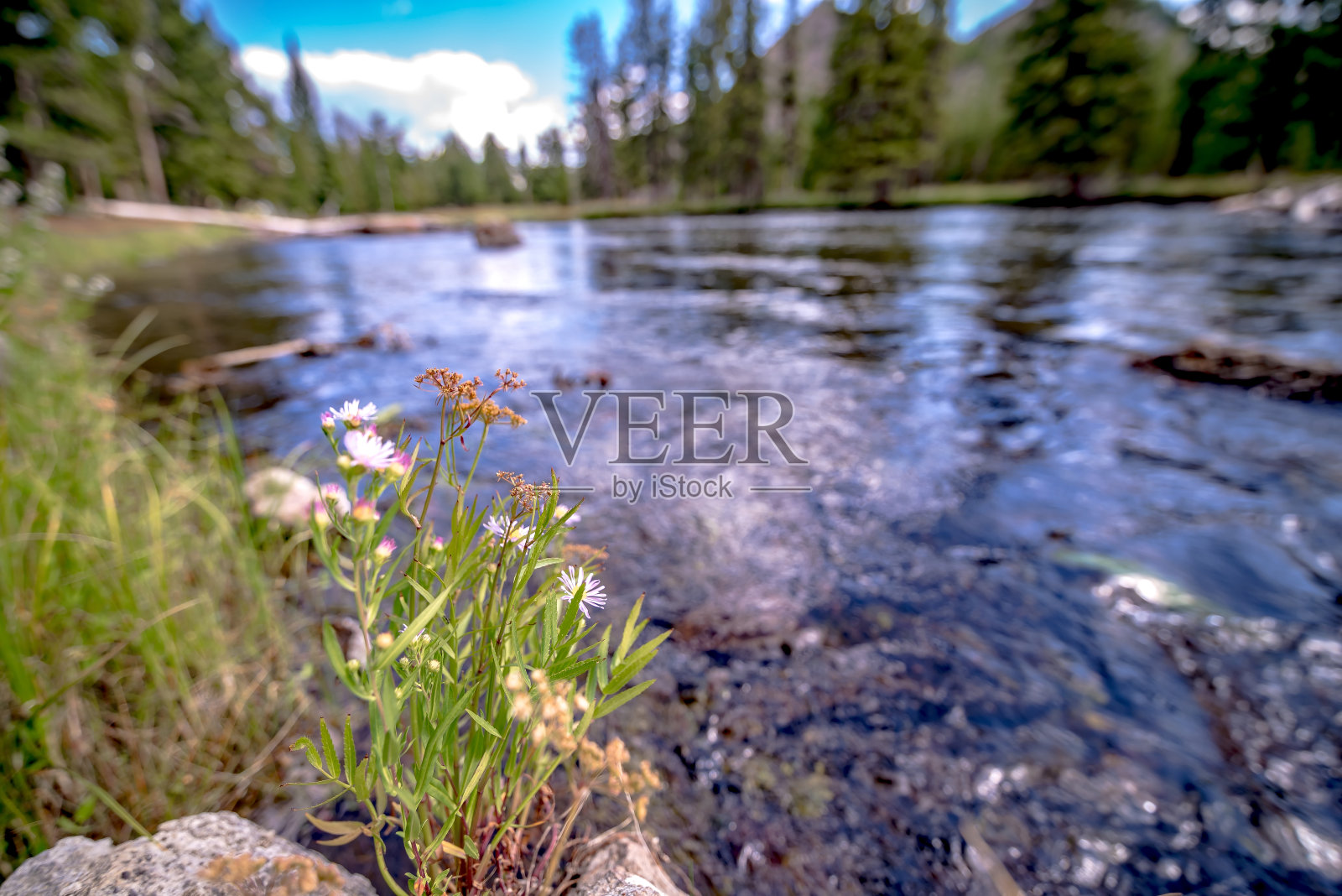 怀俄明州黄石河畔美丽的自然景色照片摄影图片