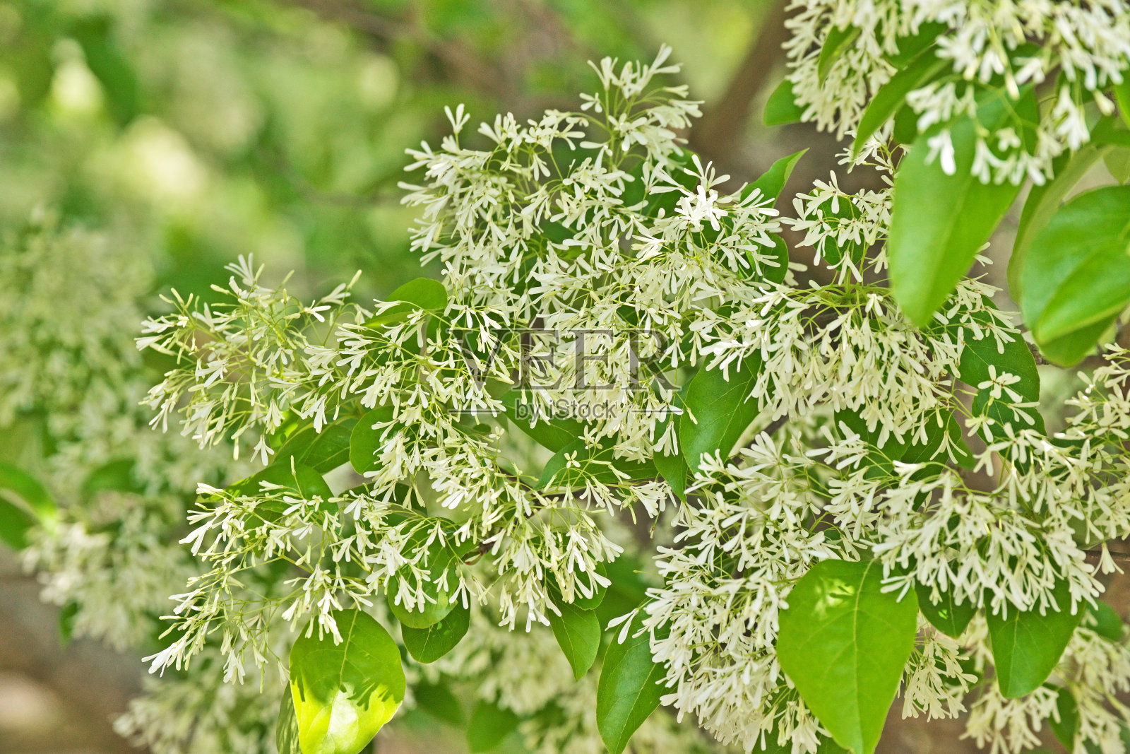开花植物的叶子特写照片摄影图片