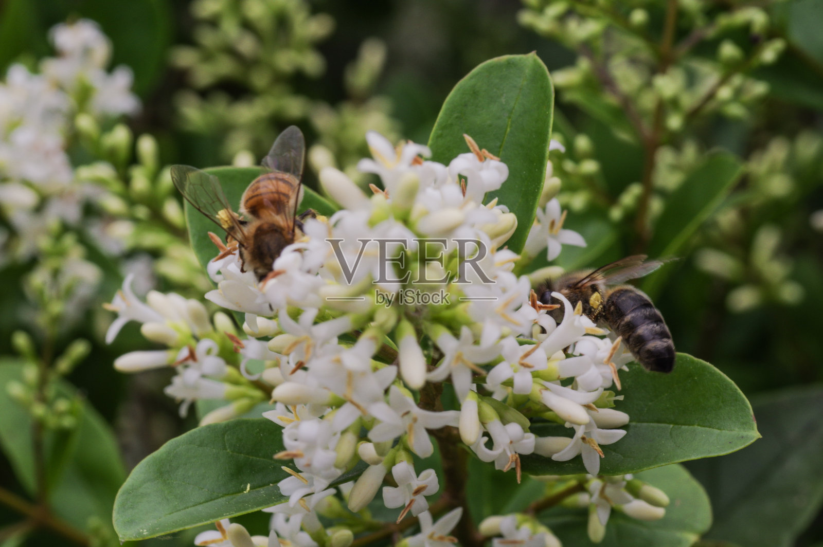忙碌的蜜蜂照片摄影图片