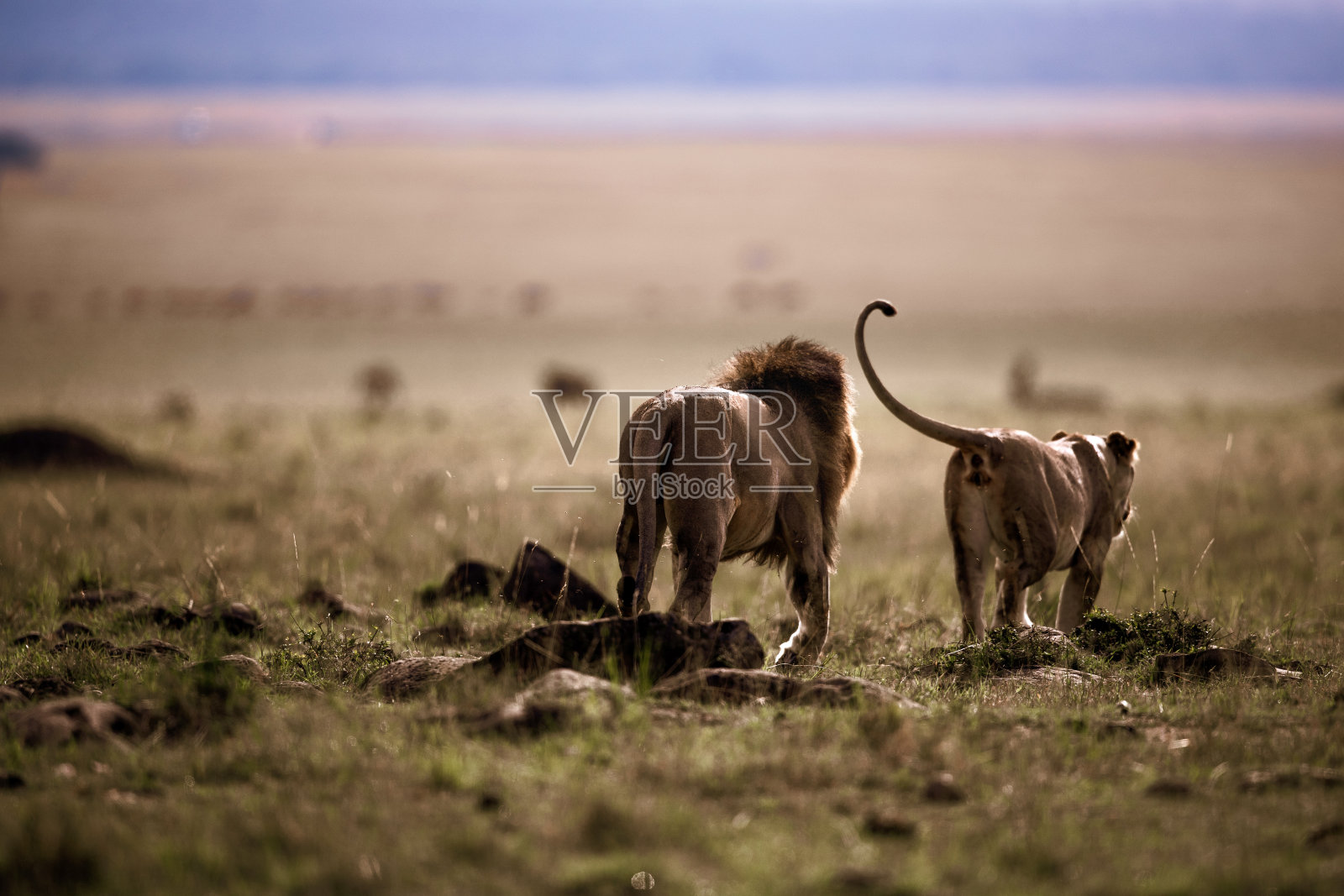 在马赛马拉国家公园散步的狮子和母狮的后视图。照片摄影图片