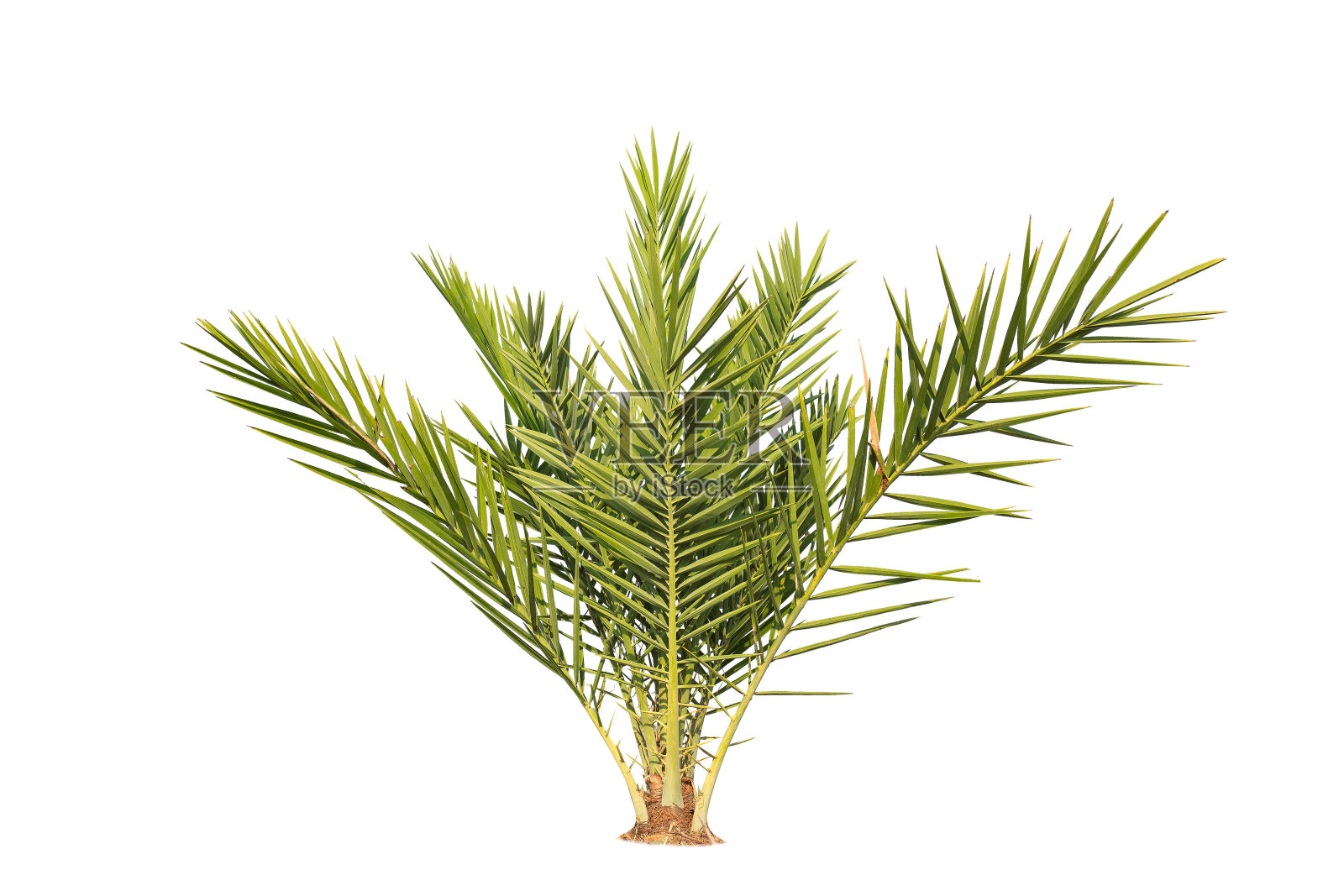 在白色背景上孤立的棕榈树。用于设计的热带树木，照片摄影图片