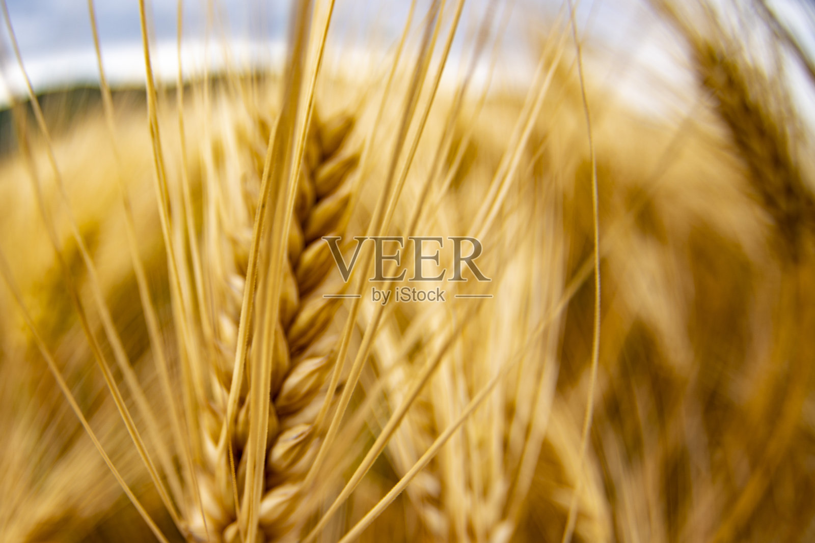 金麦穗细部照片摄影图片