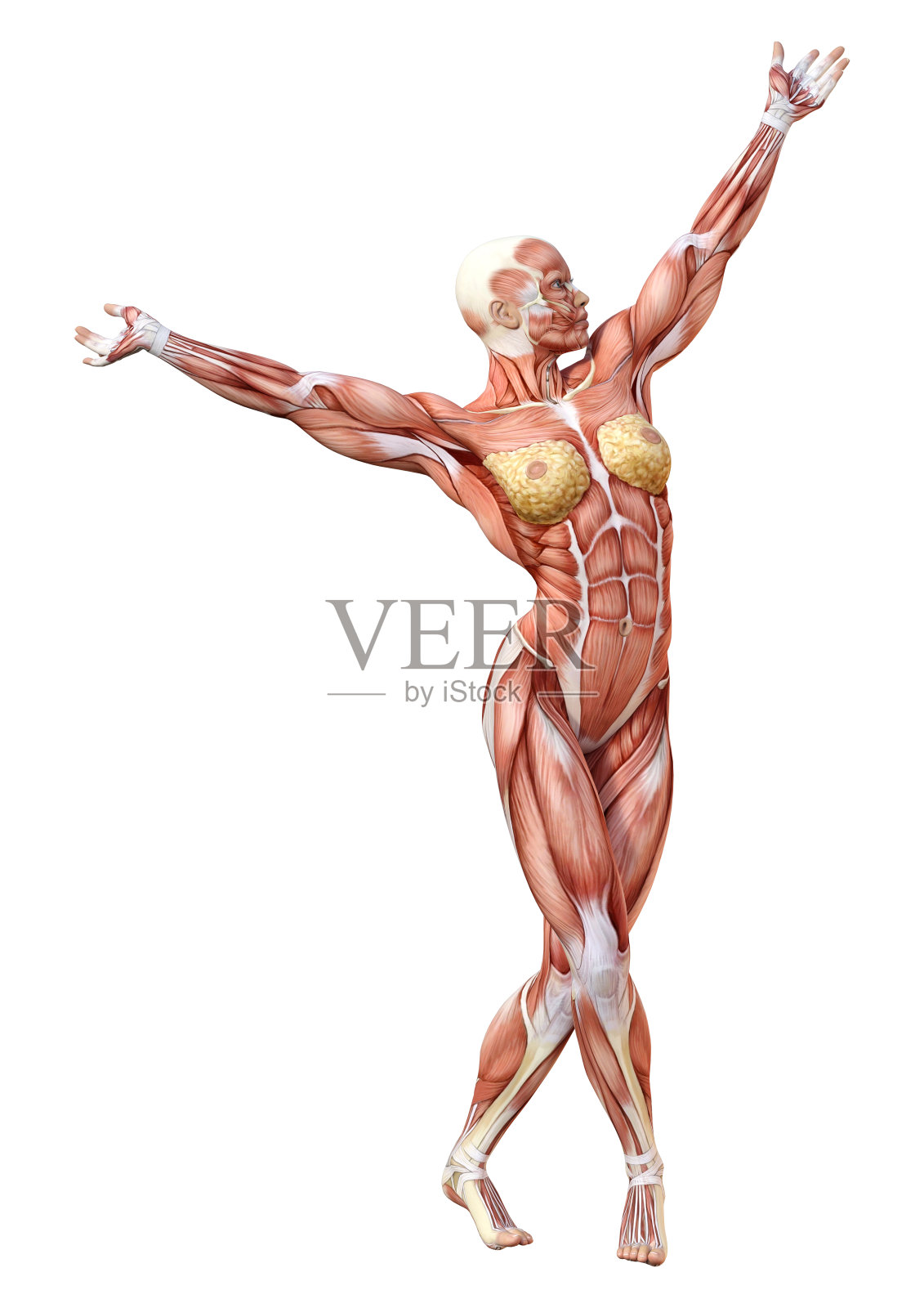 3D插图女性数字与肌肉地图上的白色照片摄影图片