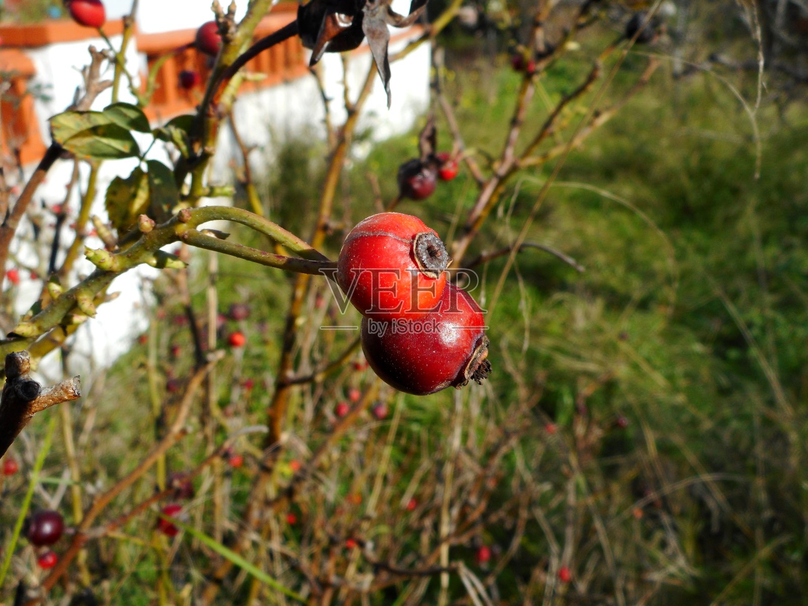 海棠-野苹果树照片摄影图片