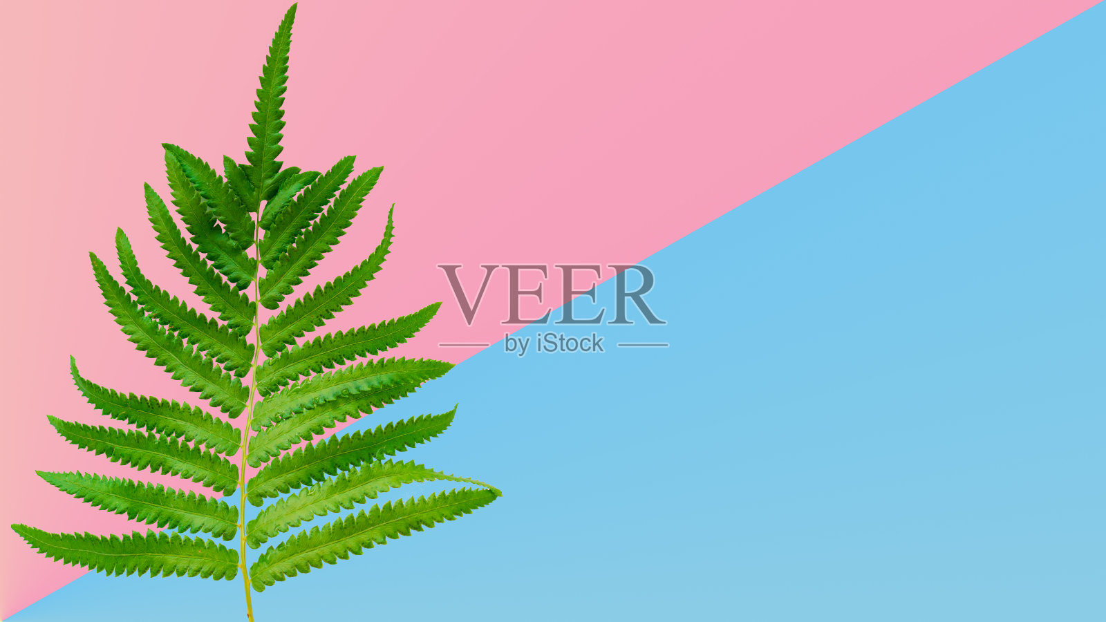 美丽的绿叶在一个柔和的颜色背景与复制空间的文本。照片摄影图片