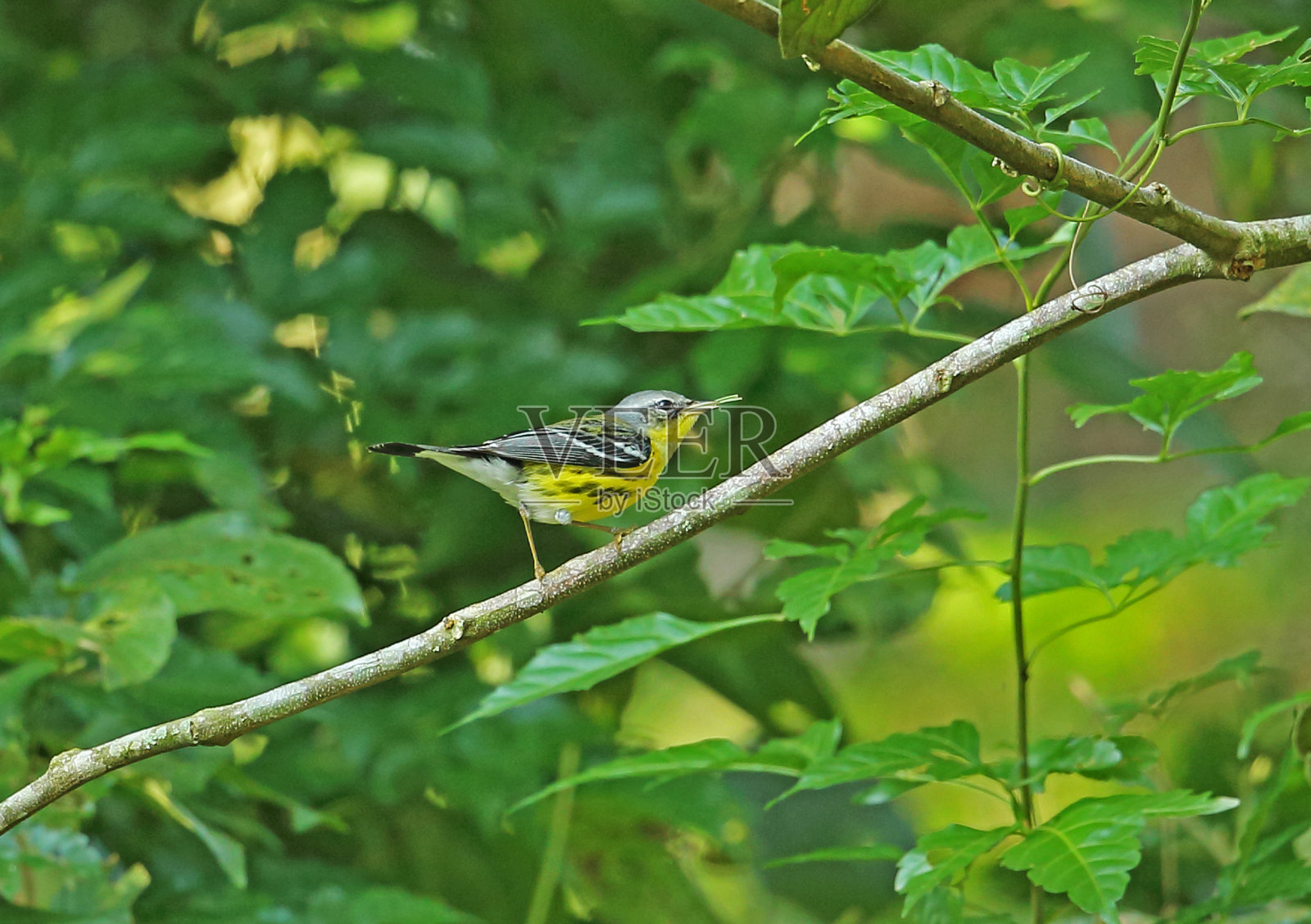 木兰莺照片摄影图片