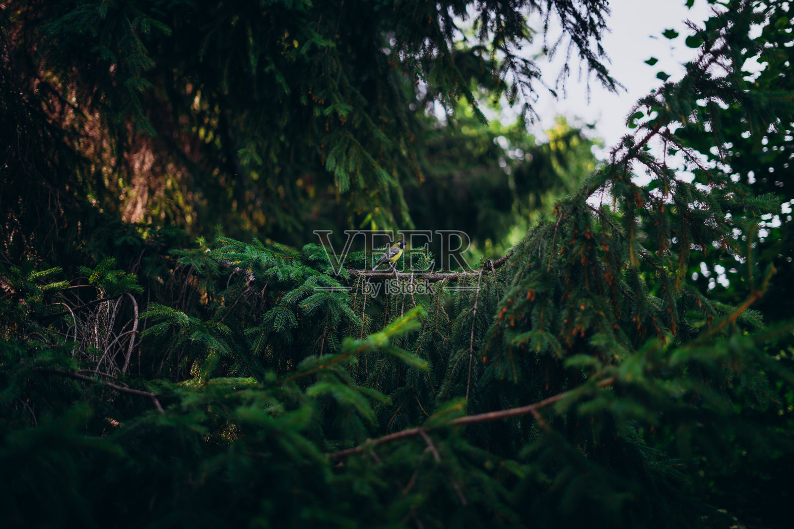 黄色的小鸟在茂密的树叶间。小鸟在绿色茂密的圣诞树上。一根有黄色山雀的松树树枝。照片摄影图片