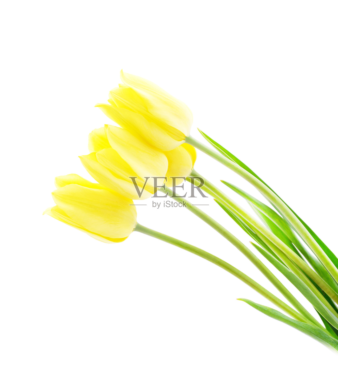 美丽的黄色的郁金香。照片摄影图片