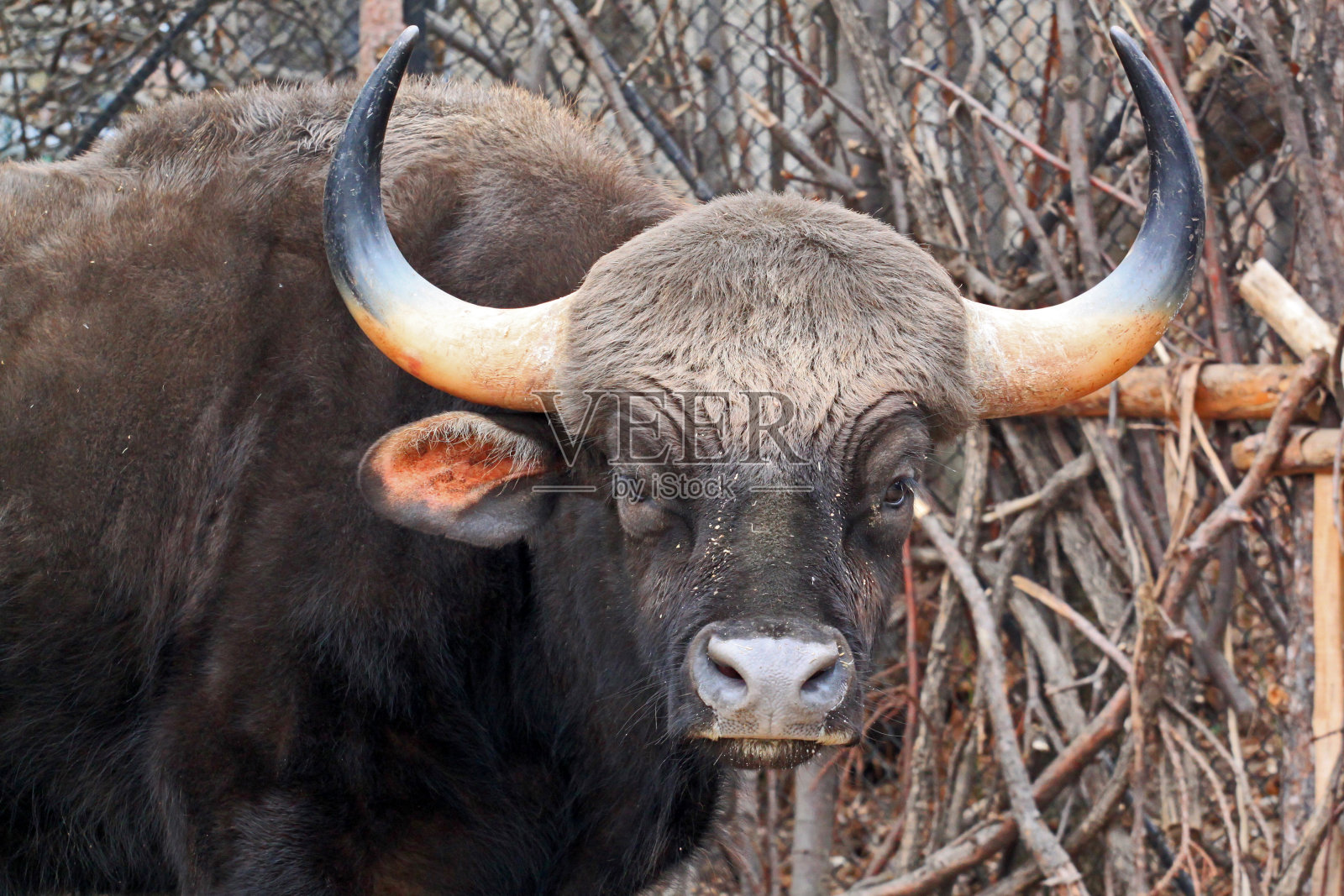 森林高鲁斯照片摄影图片