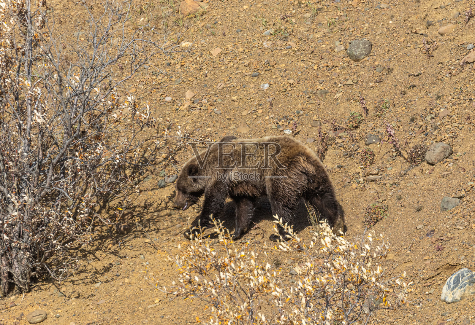 阿拉斯加德纳里国家公园的灰熊照片摄影图片