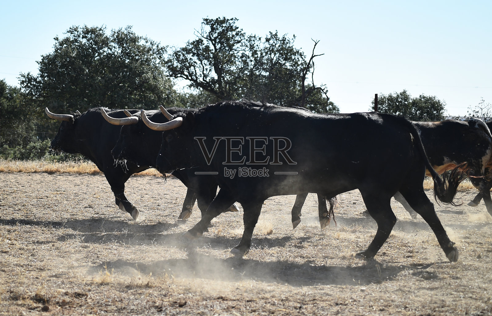 群牛照片摄影图片