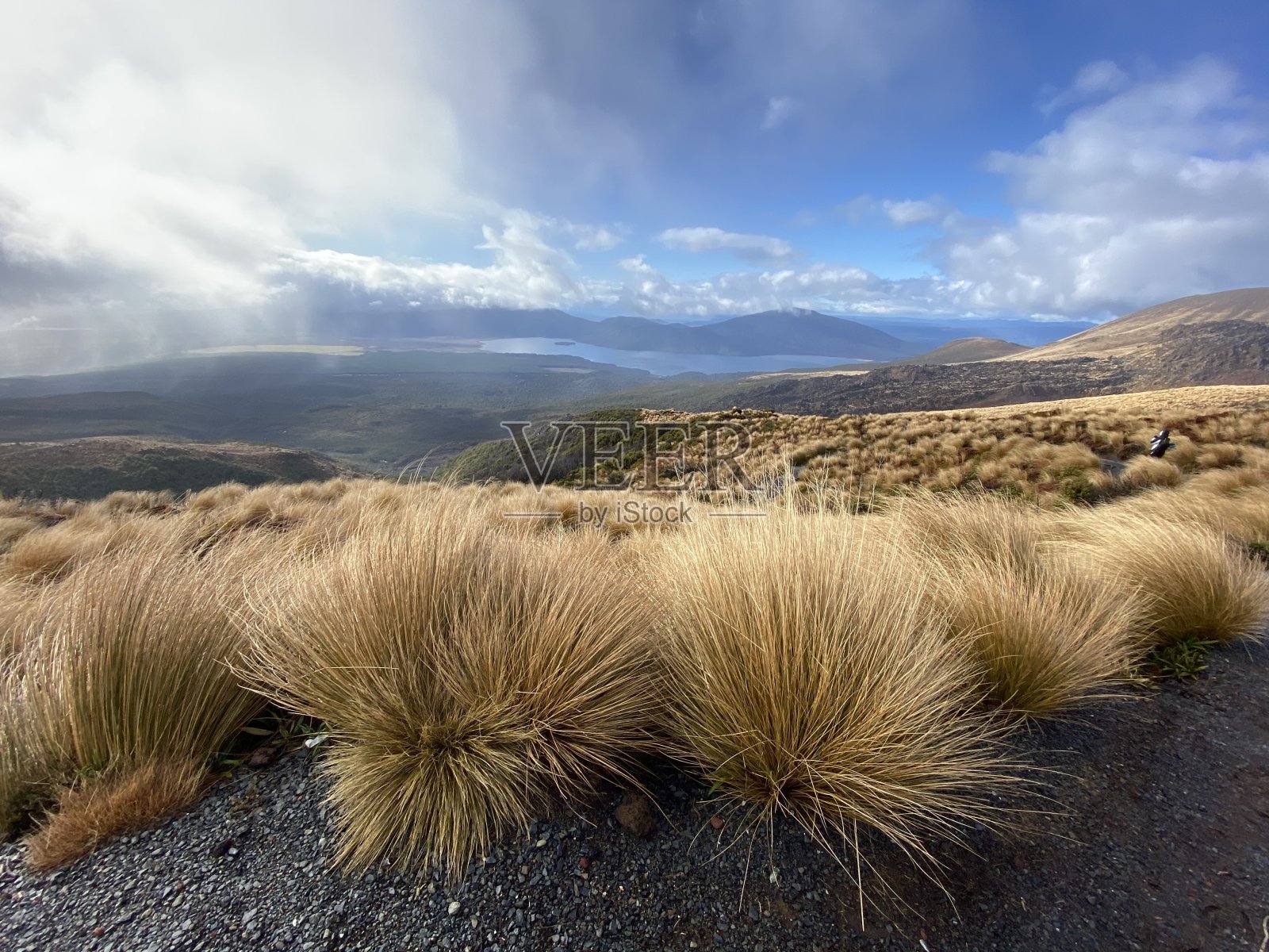 国家公园里的灌木丛照片摄影图片