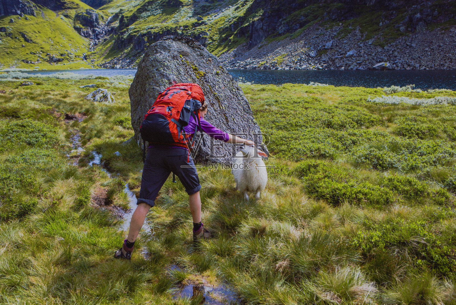 徒步旅行中抚摸绵羊的女人照片摄影图片