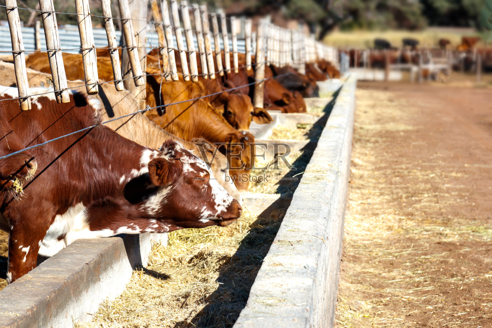 在肉牛饲养场喂养的牛照片摄影图片