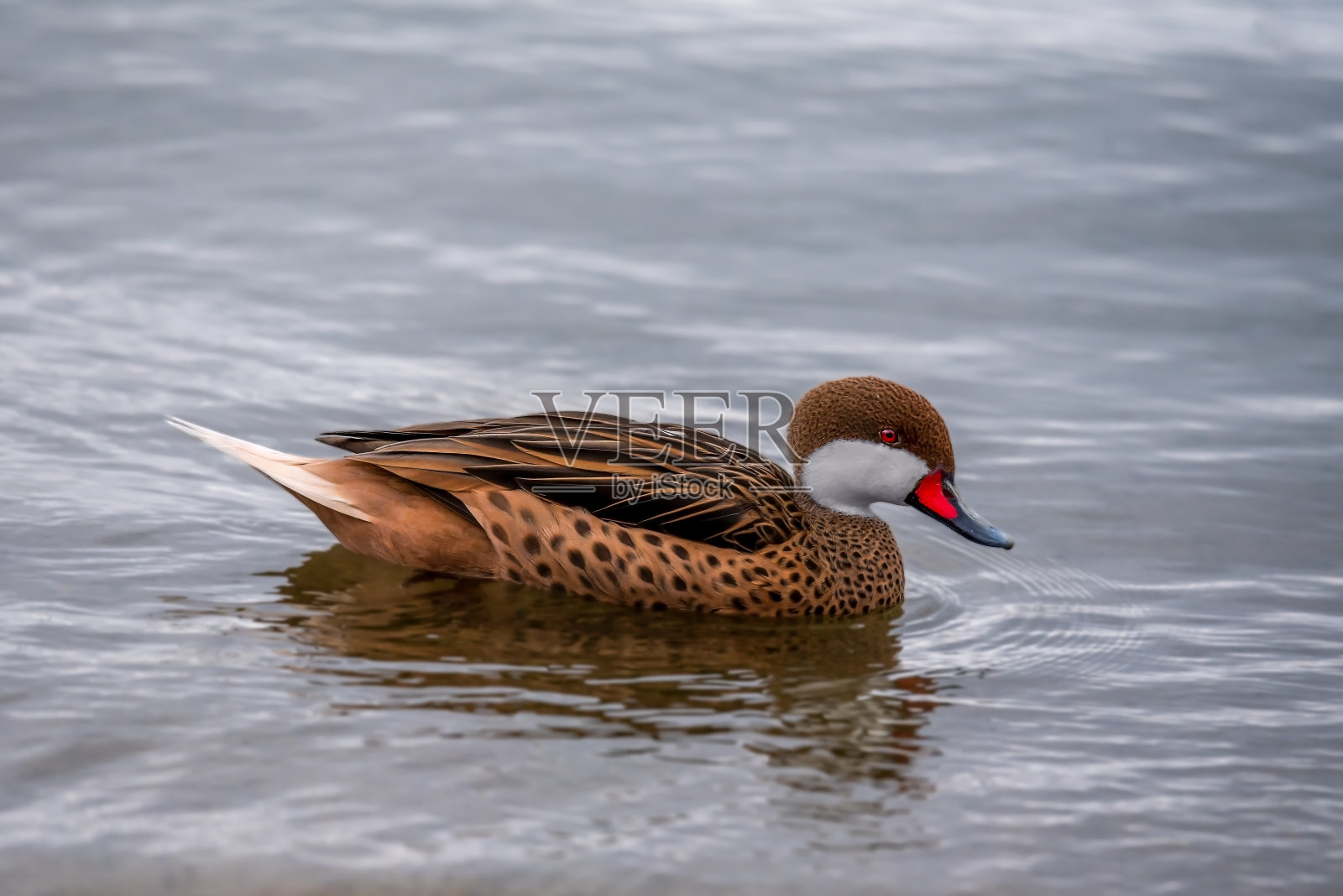 水里有一只白颊鸭。照片摄影图片