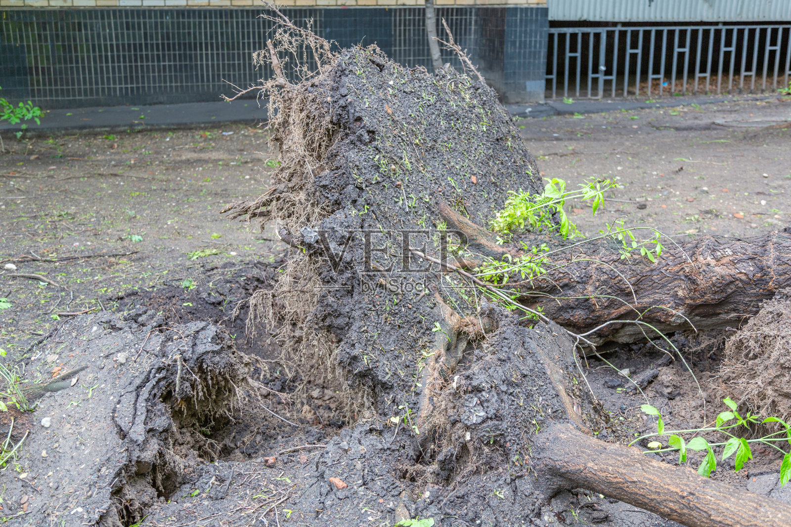 飓风过后多年生绿树的根照片摄影图片