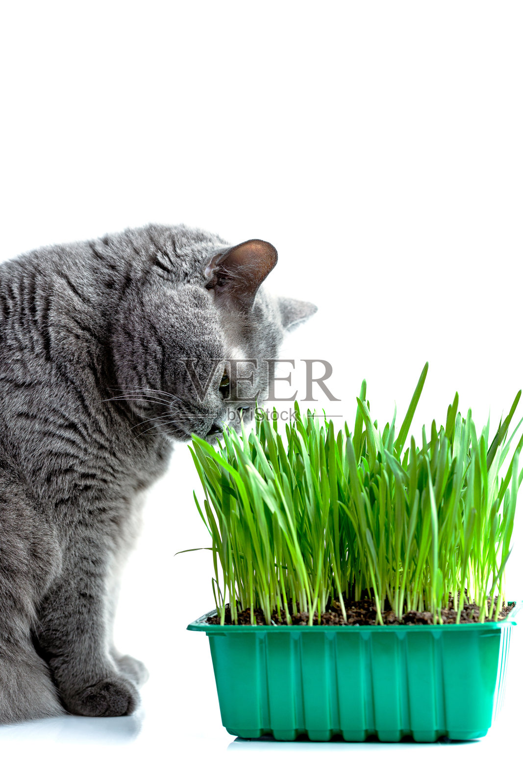 英国成年猫在白色背景上吃草照片摄影图片