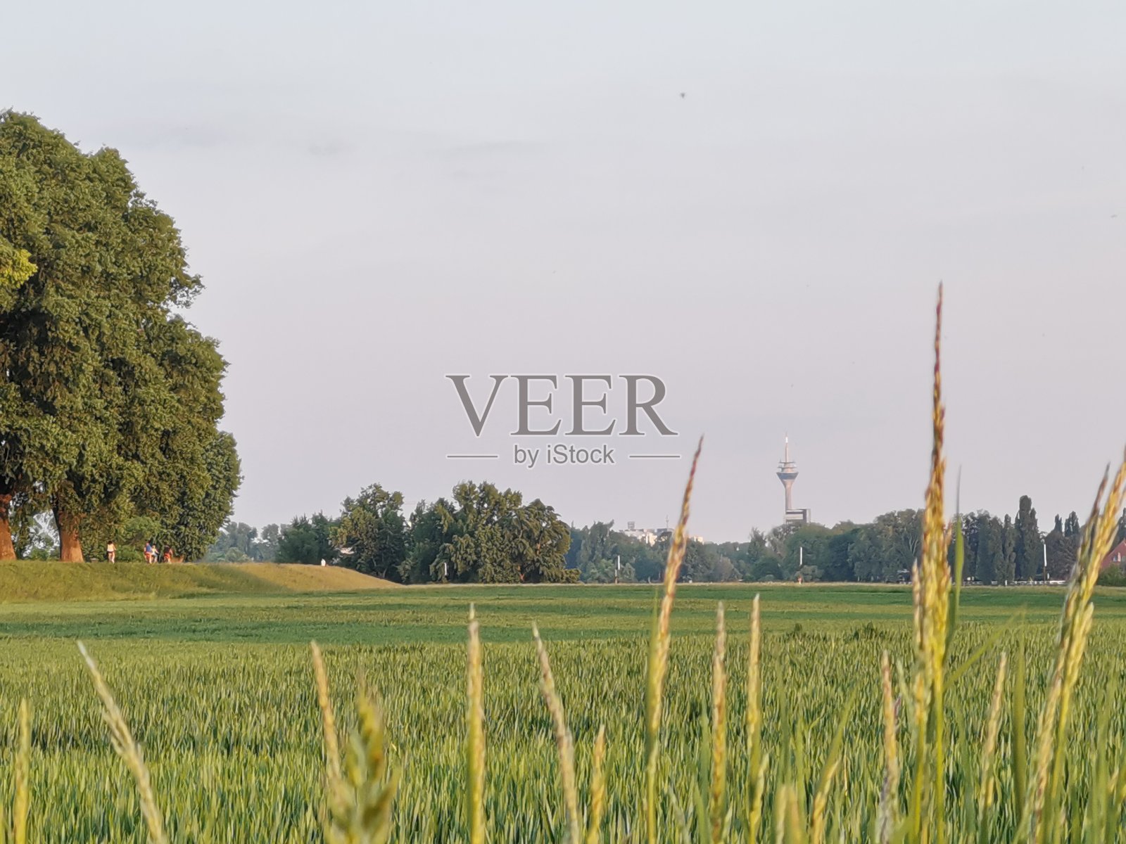 远处的夏季风景画Düsseldorf'莱茵塔框架的绿色点照片摄影图片