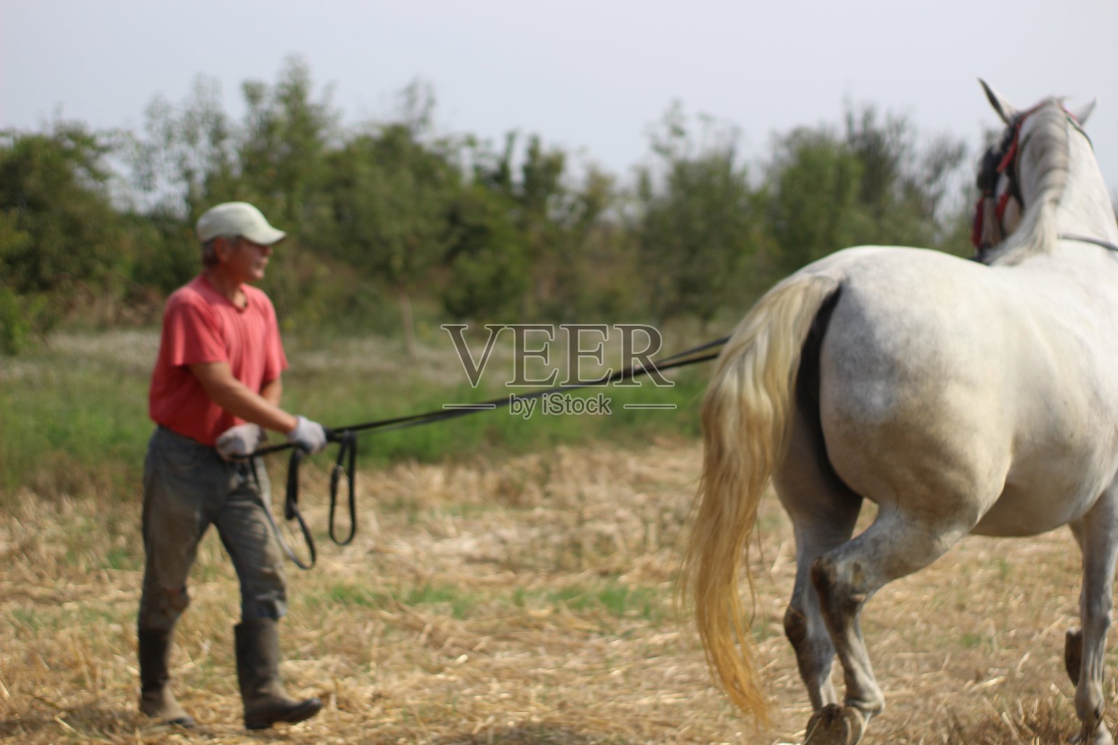 草地上的人和马照片摄影图片