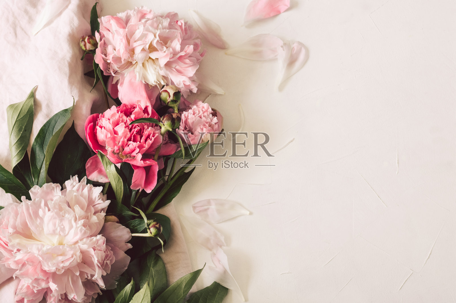 牡丹平。美丽的牡丹花适合任何节日照片摄影图片