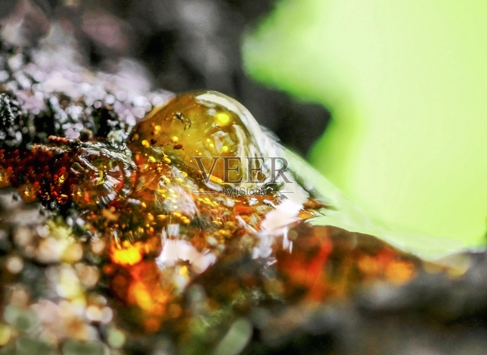 杏树上斑斓的树脂色照片摄影图片