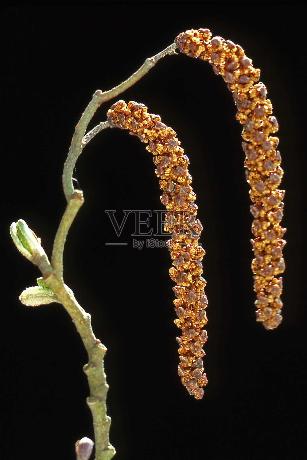 欧洲赤杨照片摄影图片