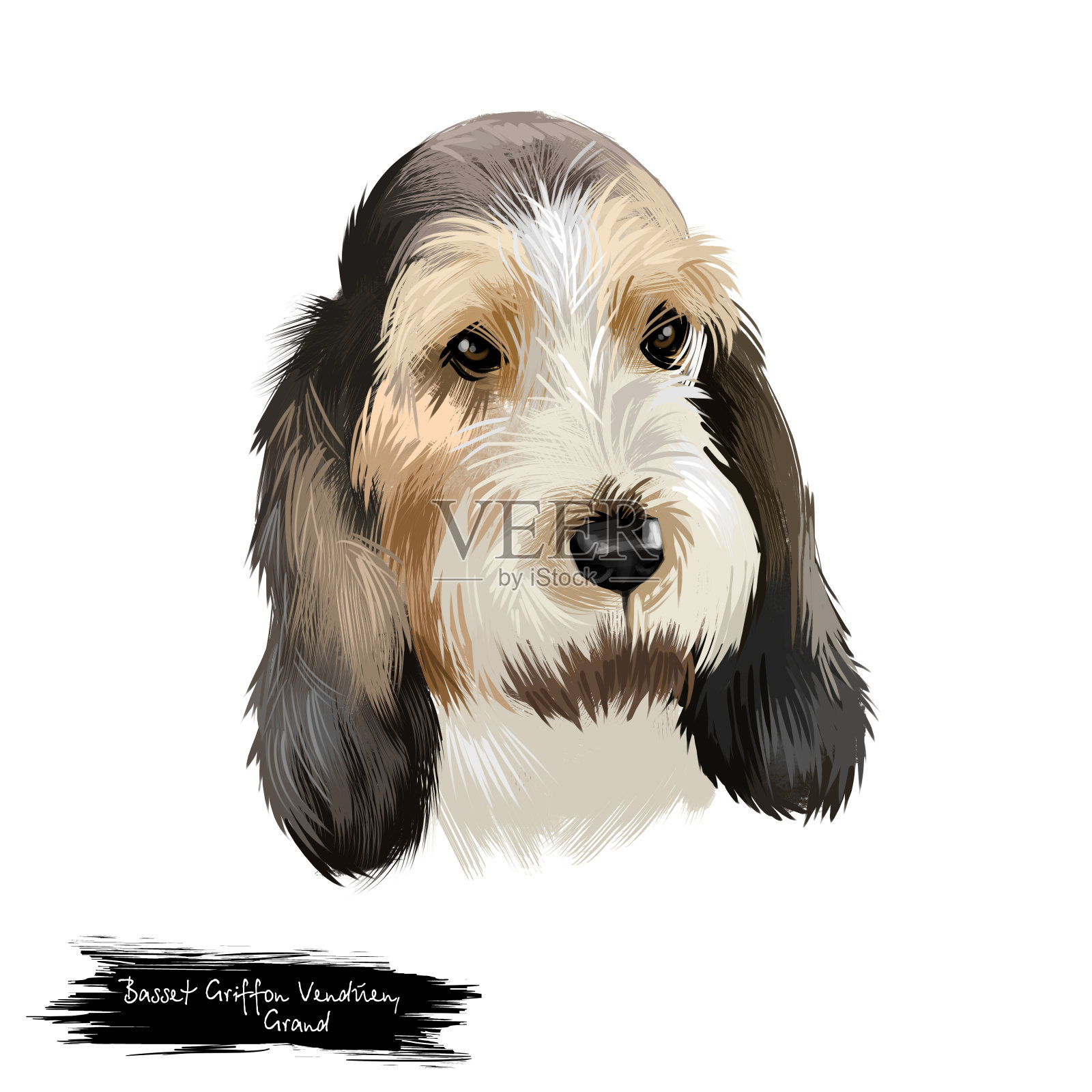 Grand Basset Griffon Vendeen或GBGV短腿猎犬类型法国犬种数字艺术插图孤立的白色背景。可爱的宠物手绘肖像。图形剪辑艺术设计。设计元素图片