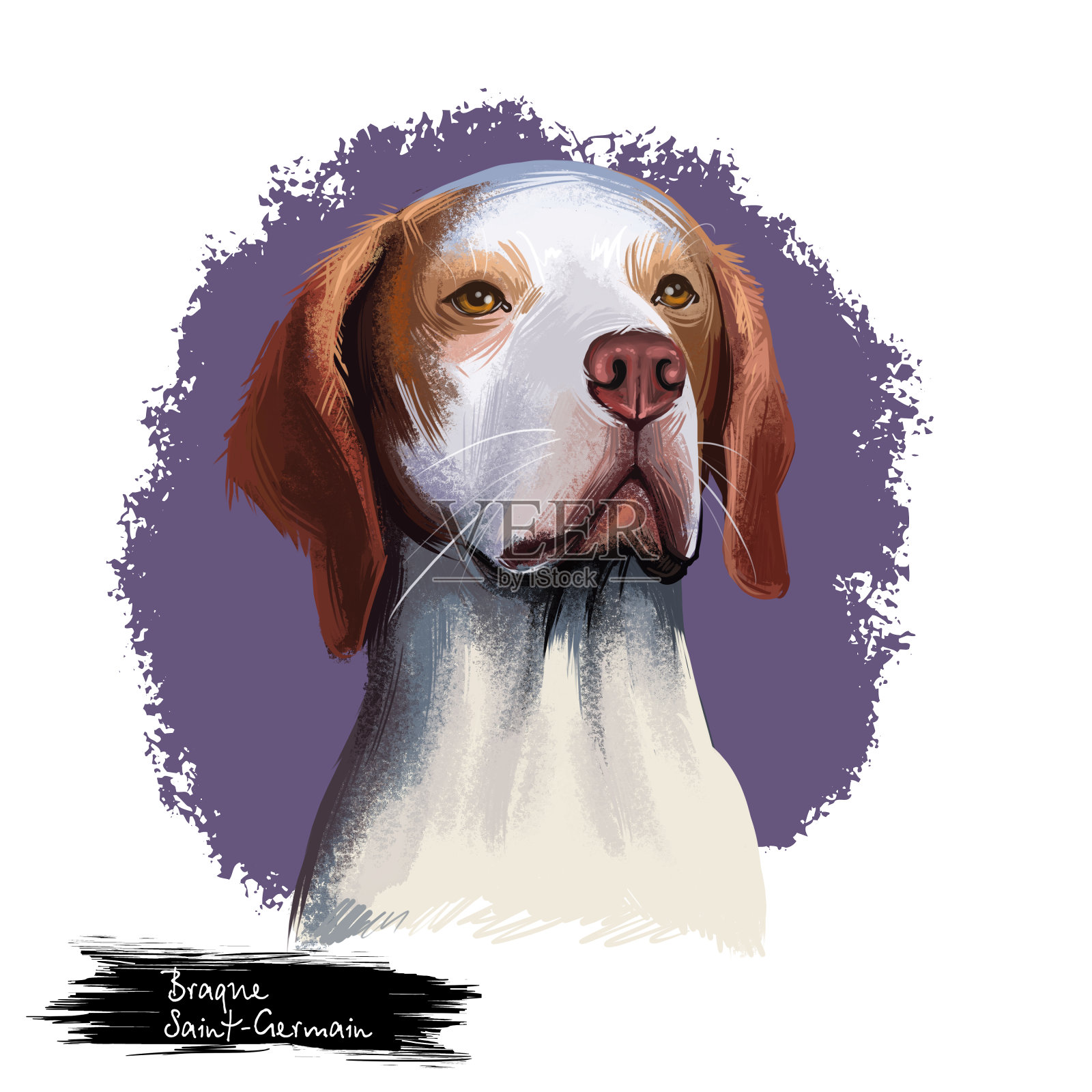 布拉克圣日耳曼犬品种孤立在白色背景数字艺术插图。圣日耳曼猎狗中型-大型品种，多功能猎人，用于猎枪犬和猎狗，头像。插画图片素材