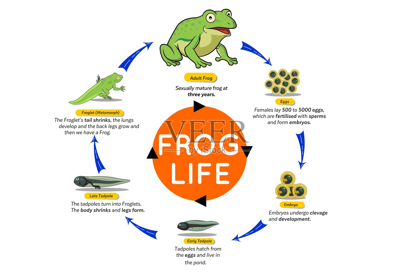 青蛙的生命周期设计元素图片