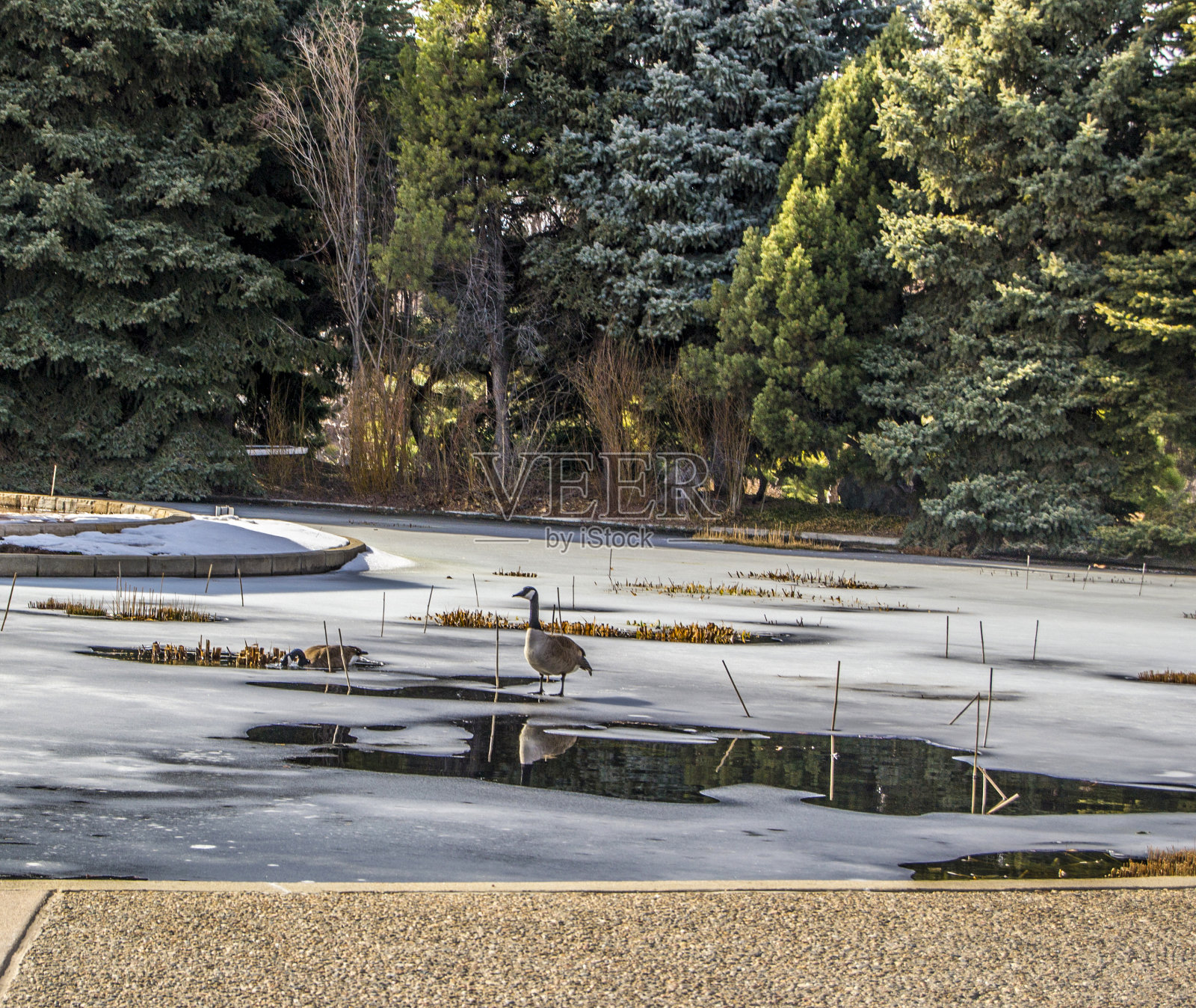 鹅在冰上照片摄影图片