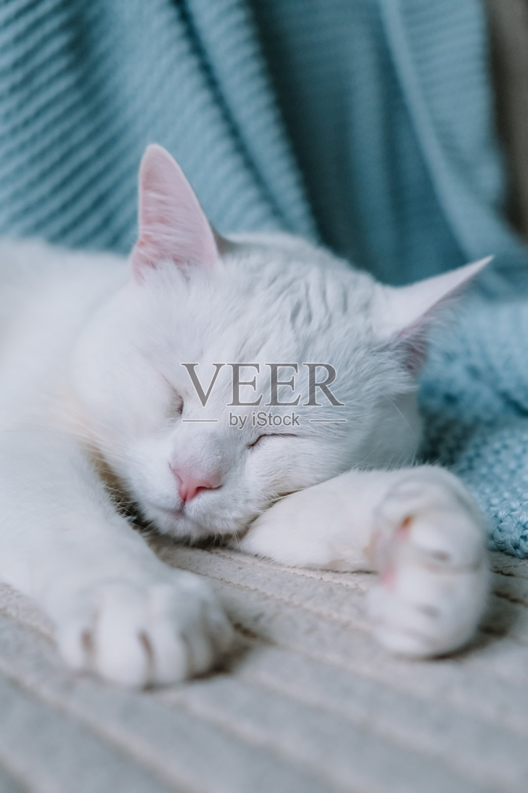 白猫睡在米色的蓝色格子车上。有选择性的重点。照片摄影图片