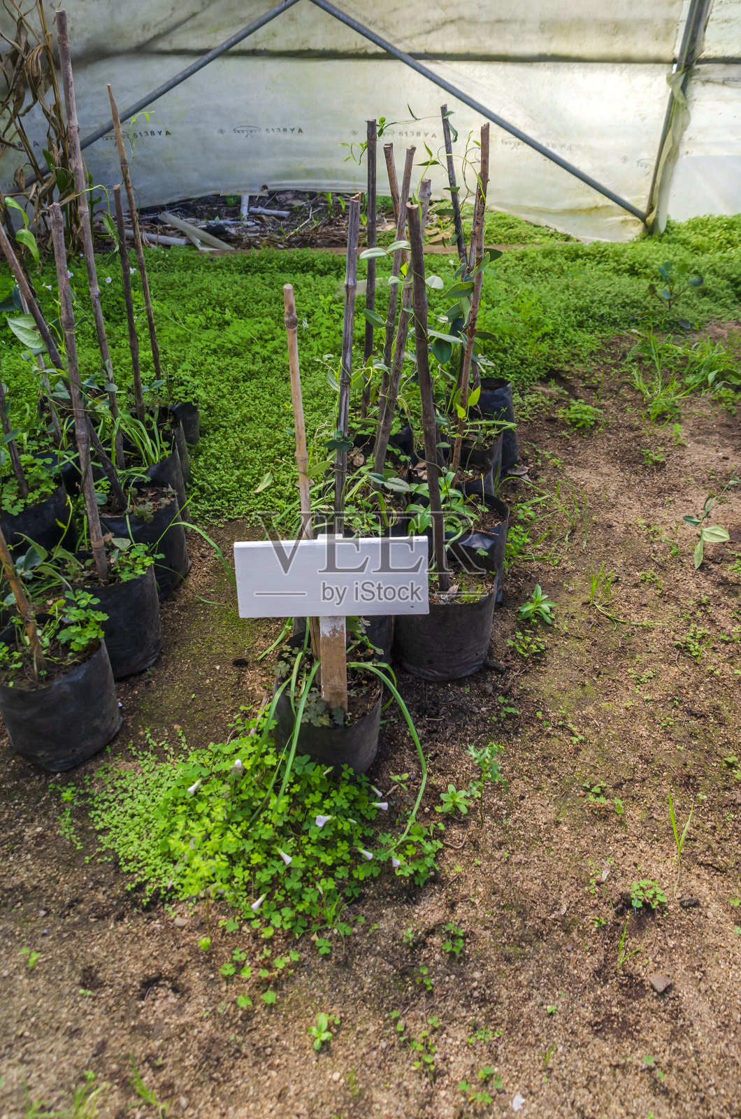 智利南部的Copihue农场照片摄影图片